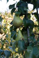 Pyrus 'Concorde' - Trained Pear tree