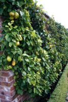 Pyrus 'Doyenne du Cormice' - Pear tree -Fruit training method known as Oblique cordon growing against brick wall