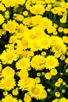Chrysanthemum 'Popcorn'