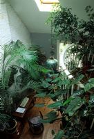 Ficus benjamina, Chamaedorea costaricana, Neodypsis decaryi, Philodendron domesticum and Begonia 'Thurstonii' - Houseplants in gallery part of house and study