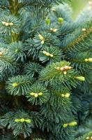 Abies lasiocarpa var. arizonica 'Compacta' - Corkbark fir