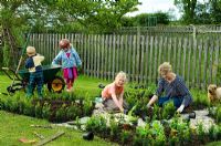 Woman and children planting young box plants in new parterre garden - Pannells Ash Farm, Essex - Pannells Ash Farm, Essex