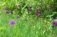 Allium 'Purple sensation' in informal 'wild' planting at edge of garden -Barnsley House Gardens, Glos - Former garden of Rosemary Verey