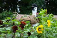 Scarecrow amongst sunflowers in walled kitchen garden - Cerney House Gardens, Gloucestershire