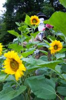 Scarecrow amongst sunflowers in walled kitchen garden - Cerney House Gardens, Gloucestershire