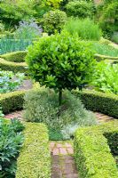 Parterre vegetable garden with clipped Privet hedging and Bay tree - Hillesley House, Gloucestershire