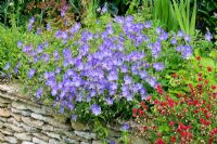 Helianthemum 'Cerise Queen' and Geranium 'Johnsons Blue' growing on top of stone wall - Hillesley House, Gloucestershire 