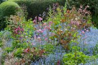 Spring border at Eastgrove Cottage with Myosotis - Forget-me-nots and Aquilegias - Columbines
