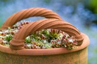 Sempervivum - Houseleeks in a terracotta basket