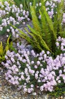 Aethionema grandiflorum syn. A pulchellum - Stone cress with fern on the rock garden at Glen Chantry