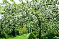 Apple tree in blossom with bird feeders on branches in Spring garden setting - Feeringbury Manor, Essex, open for NGS 