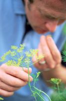 Man smelling fennel in garden - Summer