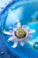 Passion Flower (Passiflora caerulea) floating in bowl of water