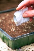 Sowing seeds from foil wrapped packet into plastic seed tray - Spring