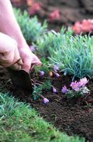 Man planting young Anemone blanda plants in border - Spring