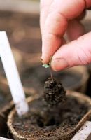 Pricking out young seedlings - Spring 