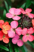 Erysimum 'John Codrington' - Wall flowers
