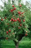Malus 'Opalescent' - Red apples on tree
