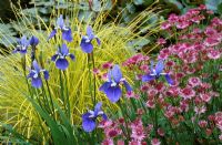 Summer border with Iris sibirica 'Placid Waters', Carex elata 'Aurea' and Astrantia 'Roma'