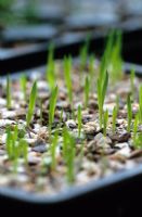 Dierama seedlings emerging through grit in seed tray
