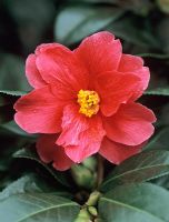 Camellia 'Freedom Bell' AGM
