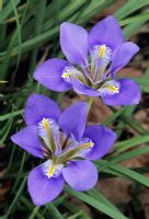 Iris unguicularis AGM