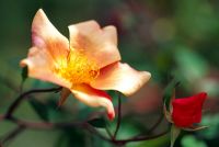 Rosa chinensis 'Mutabilis' 