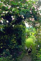 Rosa 'Madame Alfred Carriere' grows over archway leading to vegetable garden