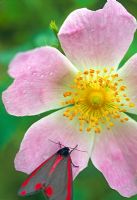 Wild rose with moth