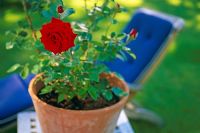 Rosa 'Ingrid Bergman' growing in a pot by a lounger 