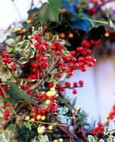 Christmas wreath detail of red Ilex berries and Hedera