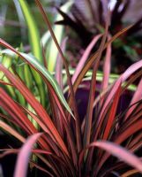 Phormium 'Pink Panther' and 'Yellow Wave' in container 