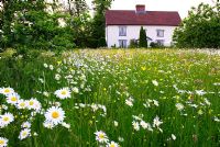 Wildflower meadow in Suffolk garden in front of old country house - Meadow plants include Anthemis daisies, Ranunculus, Lychnis flos cuculi, Rhinanthus minor and meadow grasses