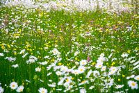 Swathe of wildflowers in meadow garden in Suffolk 