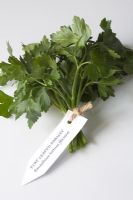 Petroselinum hortense filicinum - Bunch of flatleaf parsley tied with twine 