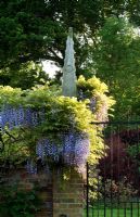 Wisteria Sinensis spilling over wall and metal gate topped with ornamental stone obelisk - Bignor Park, Bignor, West Sussex