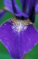 Iris sibirica 'Laurenbuhl' 