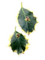 Phytomyza ilicis - Holly leaf miner damage to Ilex aquifolium  

 