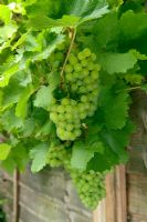 Grapes ready for harvesting - Vitis 'Muller-Thurgau'