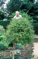 David Beaumont, Head Gardener of Hatfield House, pruning Lonicera standards