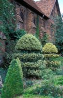 Ilex topiary - Hatfield House