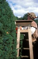 Gardener Larry Laird trimming English Yew hedge - Hatfield House