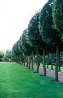 Quercus ilex, ball trees at Hatfield House