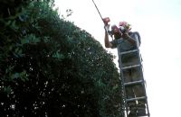 David Beaumont, Head Gardener pruning Quercus ilex, ball trees - Hatfield House