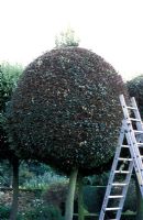 Pruning Quercus ilex, ball trees - Hatfield House