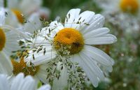Leucanthemum vulgare - Ox-eye daisy, with meadow grass and fly