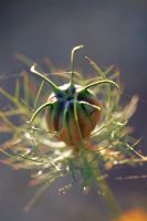 Nigella damascena seedhead - Love in the Mist