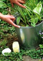 Smearing vaseline around the rim of a galvanised metal container to protect a Hosta from slugs 