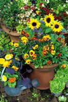 Cottage garden style Summer containers with Helianthus 'Choc Chip' - Dwarf Sunflowers, Calendula - Marigolds and Violas - Pansies and the vegetables, red leaved Brussels sprouts in a watering can and lettuce 'Tom Thumb' in an old saucepan 