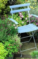 Blue chair surrounded by scented planting in containers. Lavandula 'Helmsdale', Lavandula stoechas 'Kew Red', Silver variegated Thymus, Variegated Lemon balm, Golden marjoram and Curry plant.